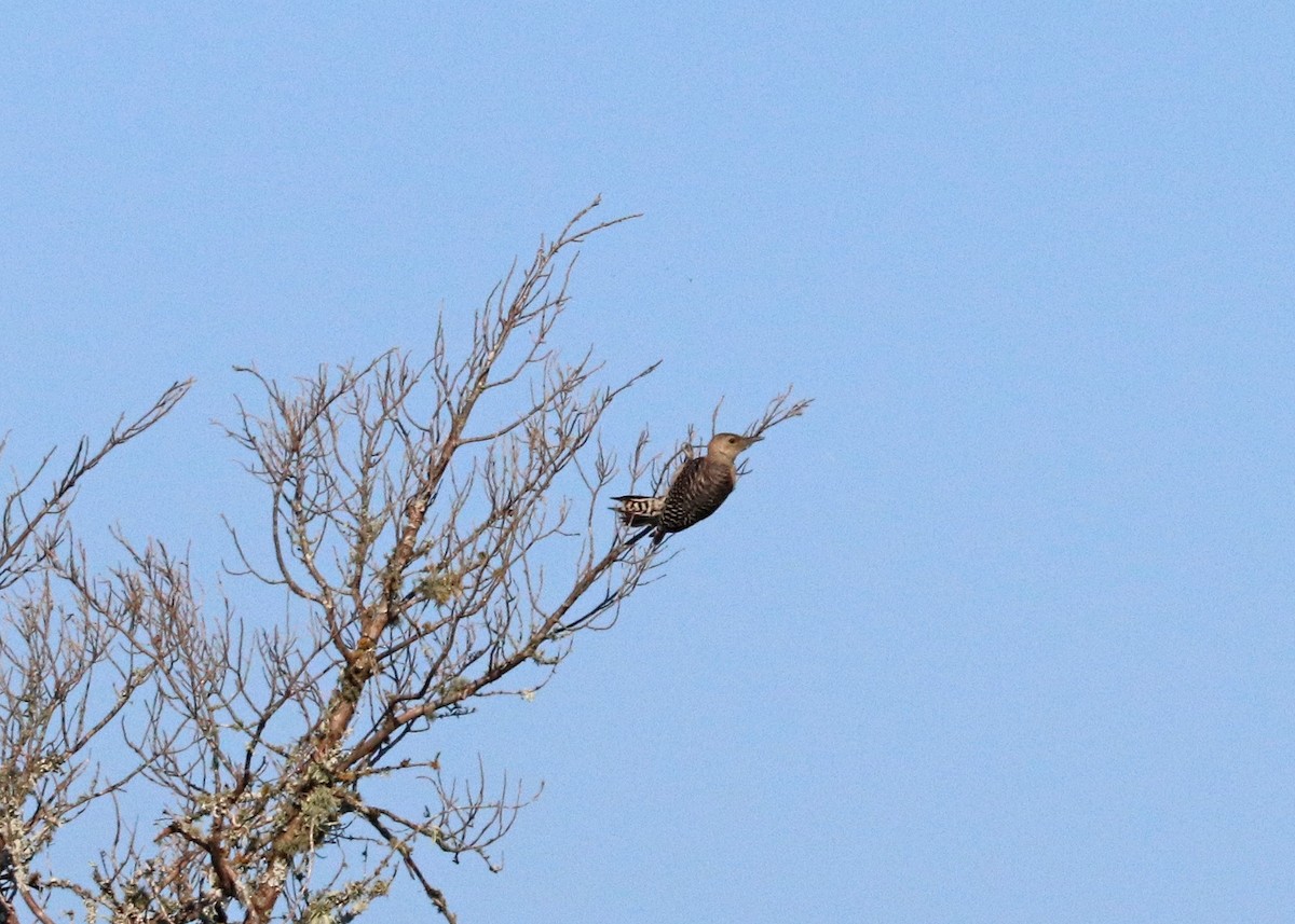 Red-bellied Woodpecker - ML620472262