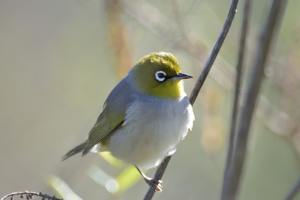 Silvereye - ML620472272