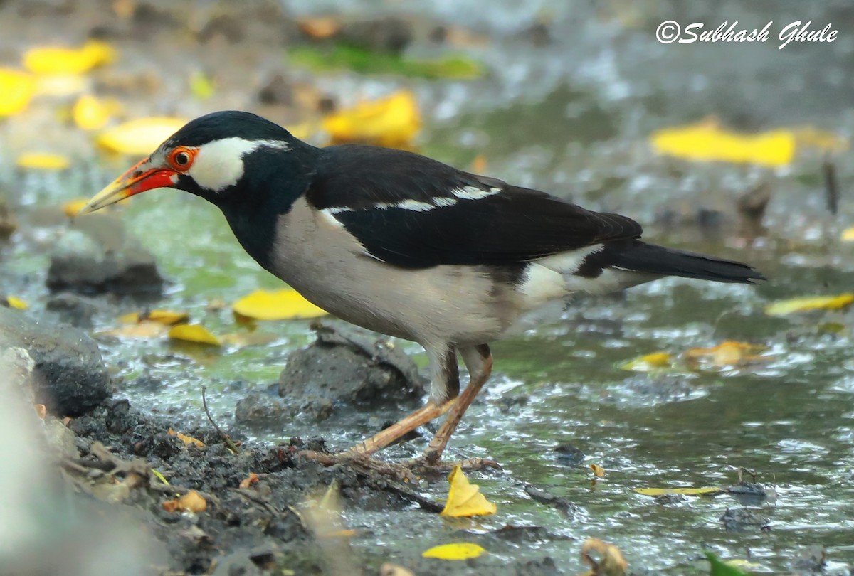 Indian Pied Starling - ML620472273