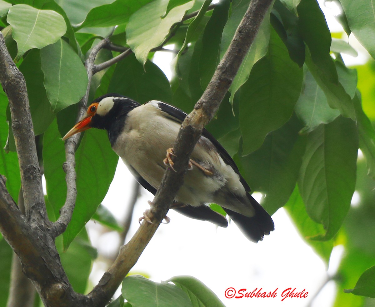 Indian Pied Starling - ML620472274