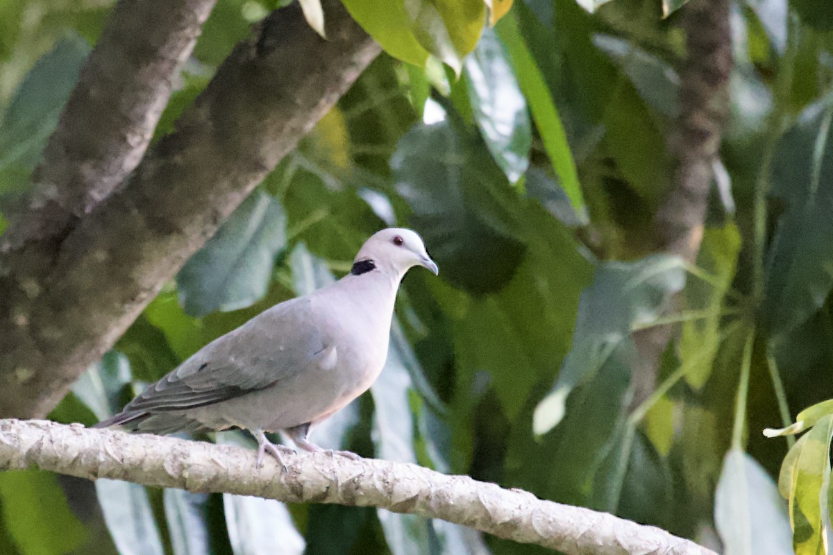 Red-eyed Dove - ML620472276