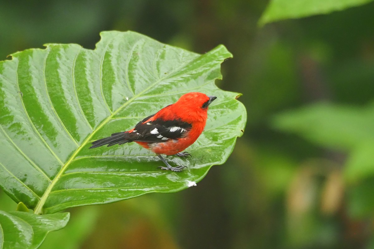 White-winged Tanager - ML620472280