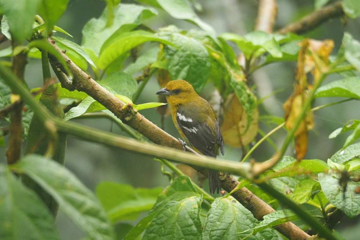 White-winged Tanager - ML620472281