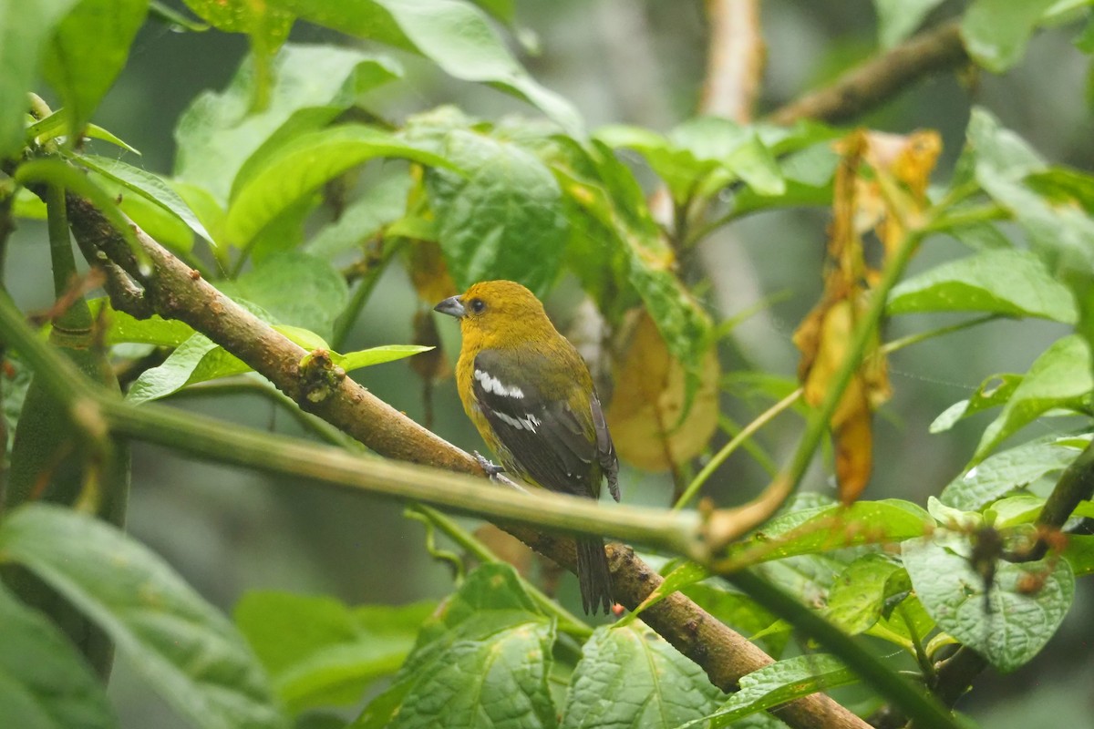 White-winged Tanager - ML620472282