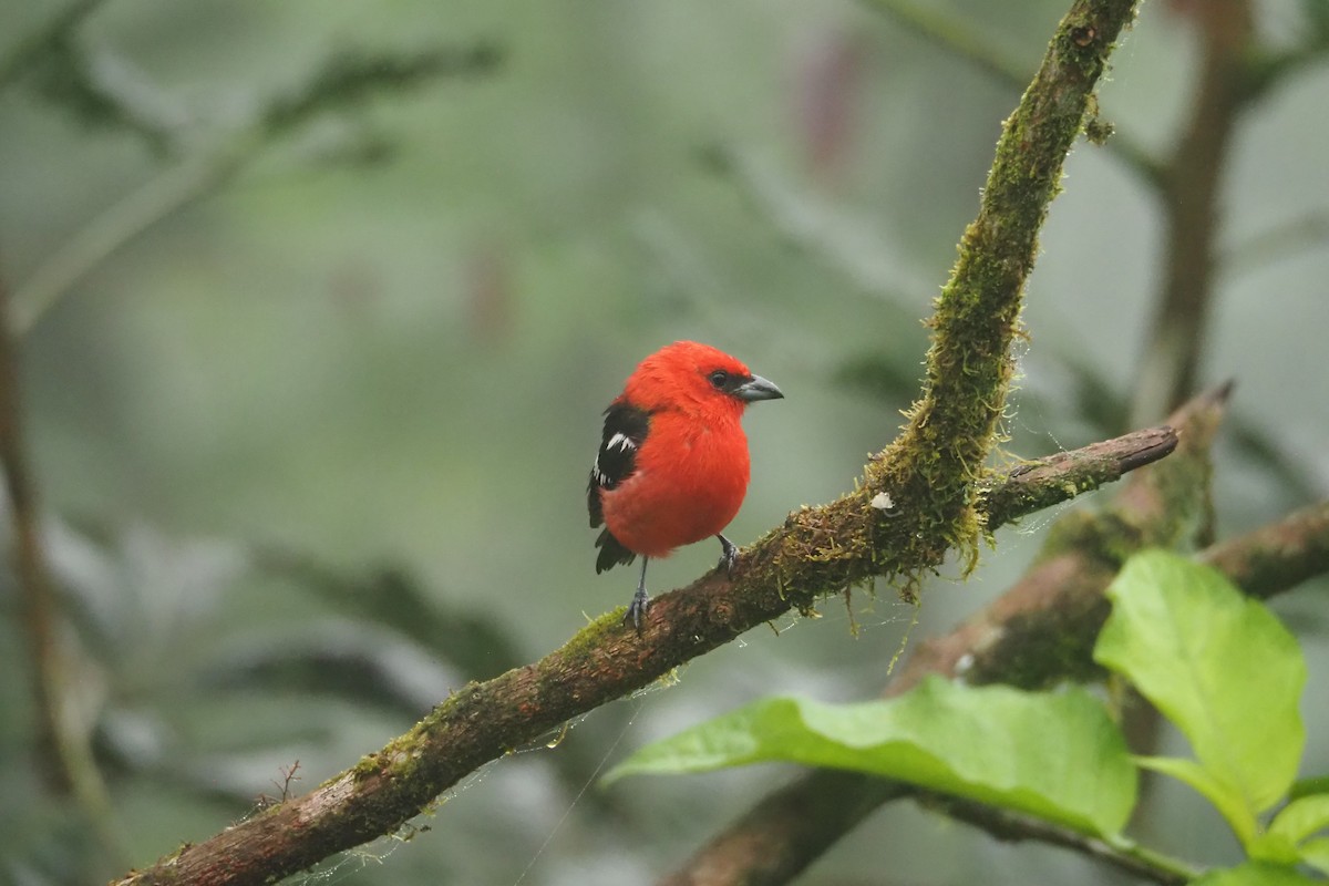 White-winged Tanager - ML620472285