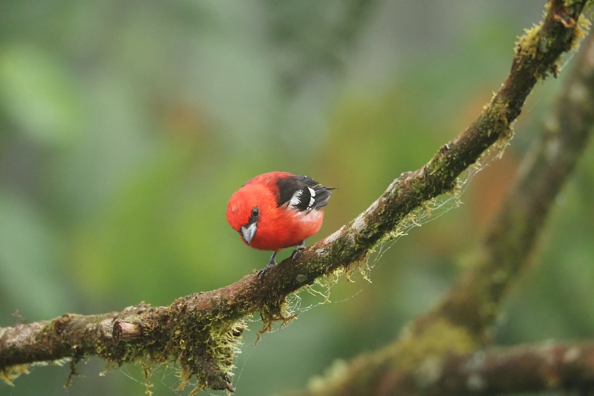 White-winged Tanager - ML620472286