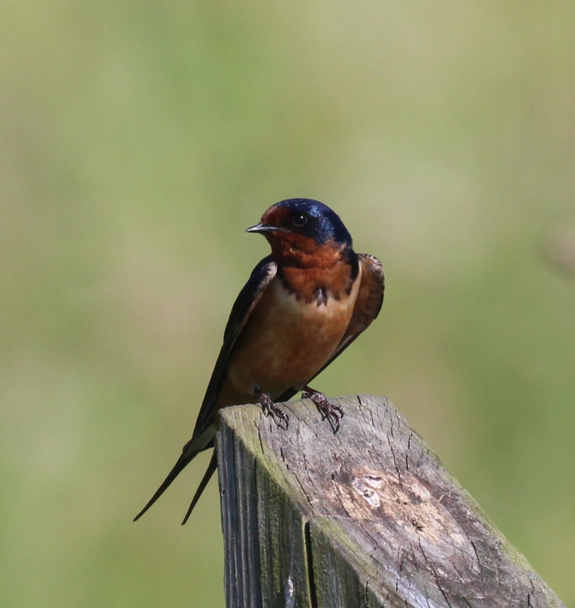 Barn Swallow - ML620472287