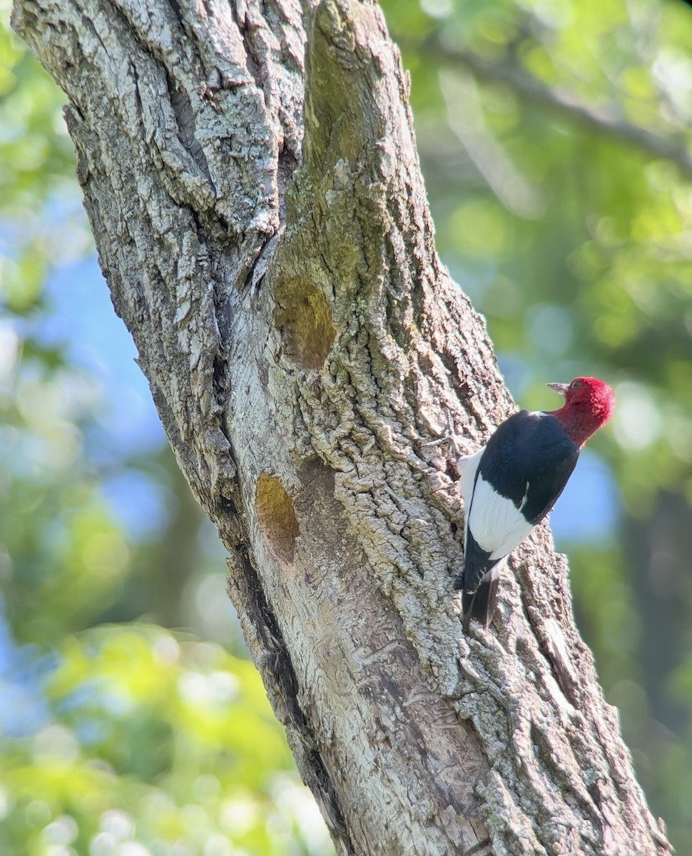 Red-headed Woodpecker - ML620472292