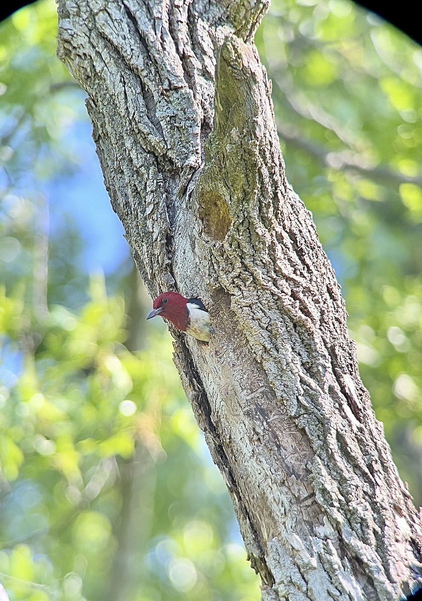 Red-headed Woodpecker - ML620472293