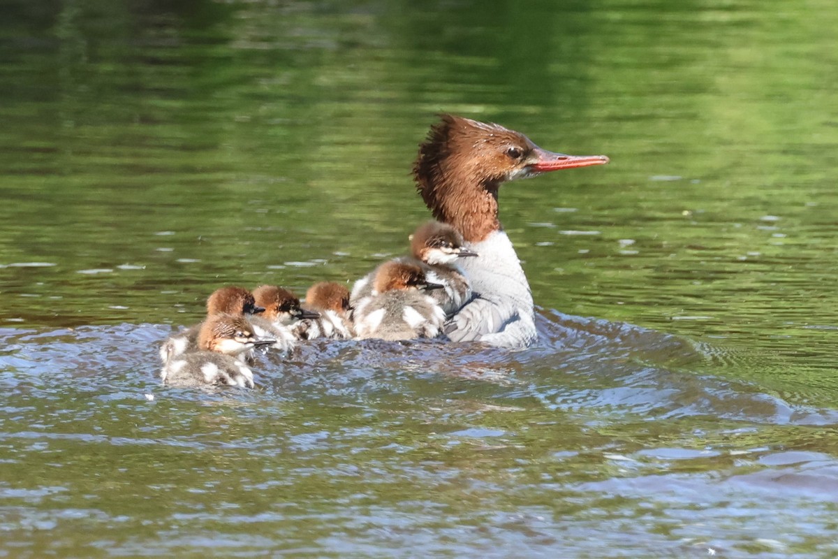 Common Merganser - ML620472299