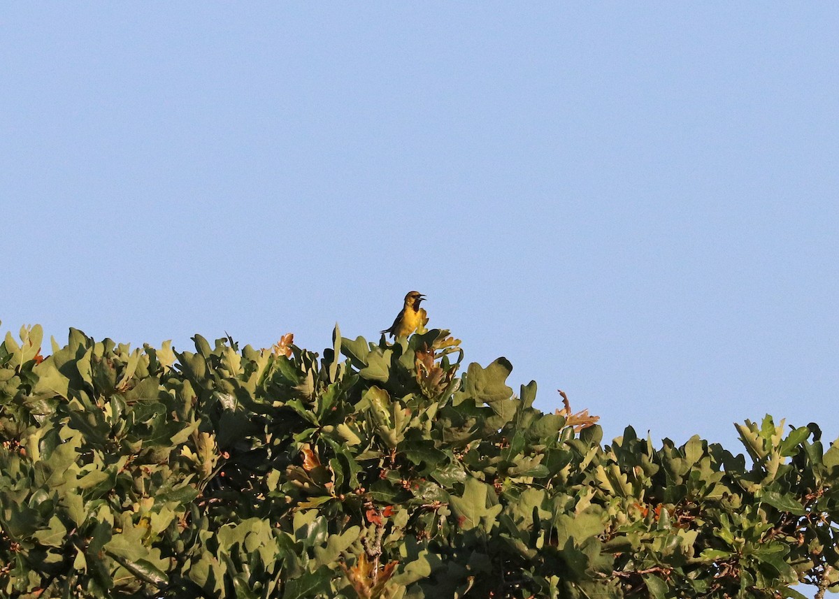 Orchard Oriole - ML620472301