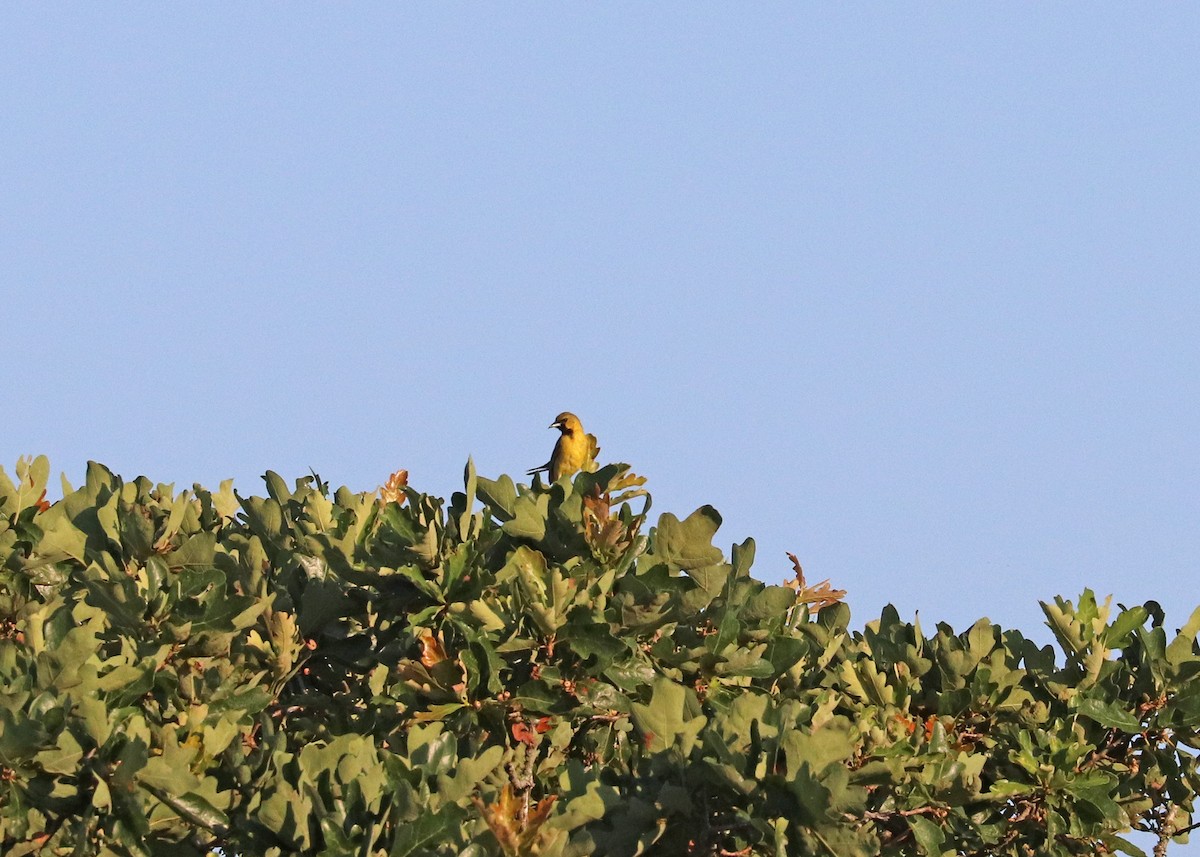 Orchard Oriole - ML620472302