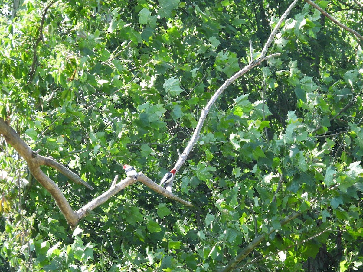 Red-headed Woodpecker - ML620472303