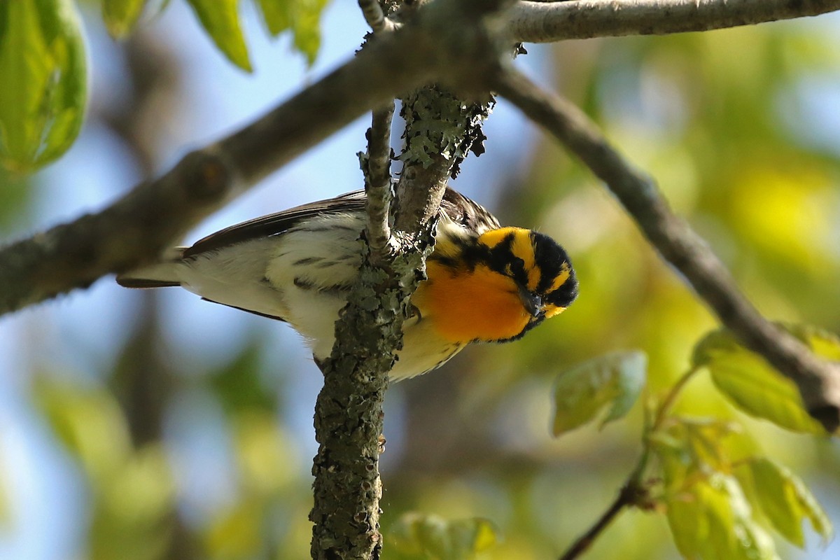 Blackburnian Warbler - ML620472304