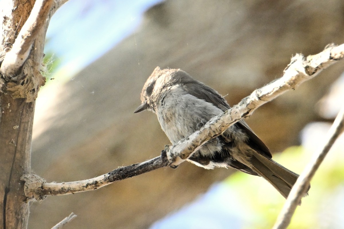 Oak Titmouse - ML620472305