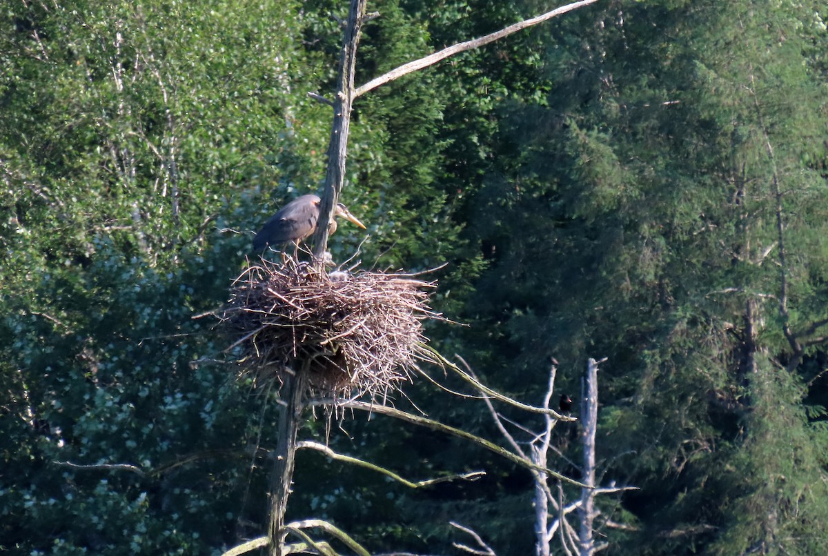 Great Blue Heron - ML620472308