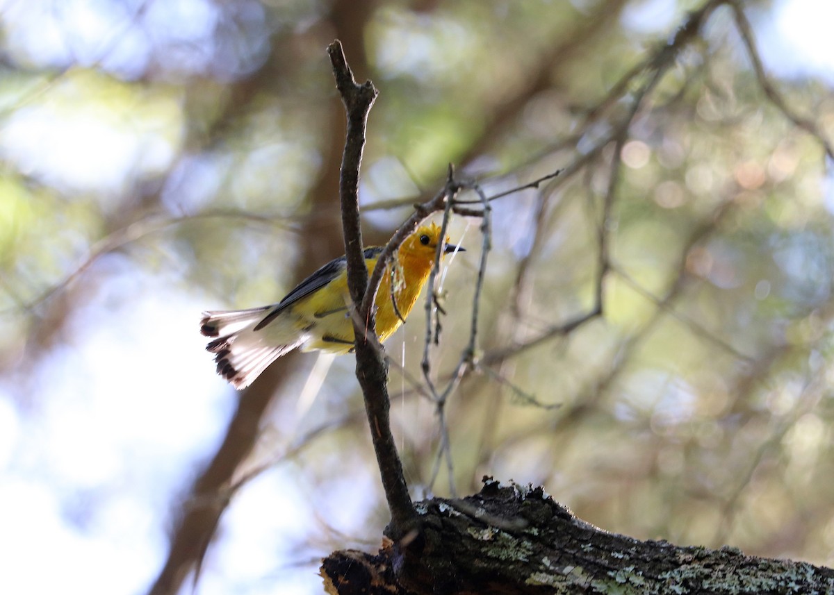 Prothonotary Warbler - ML620472309