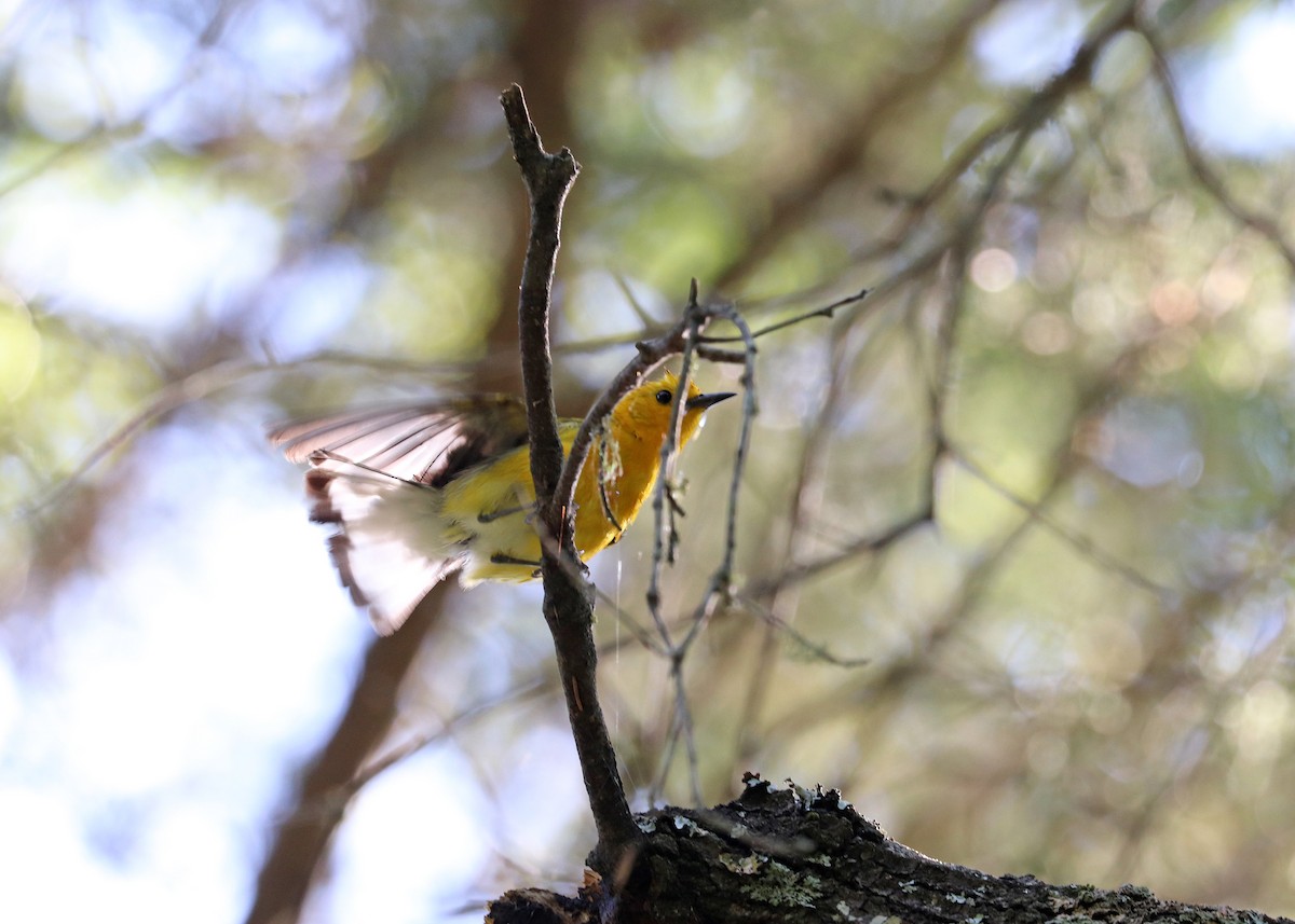 Prothonotary Warbler - ML620472310