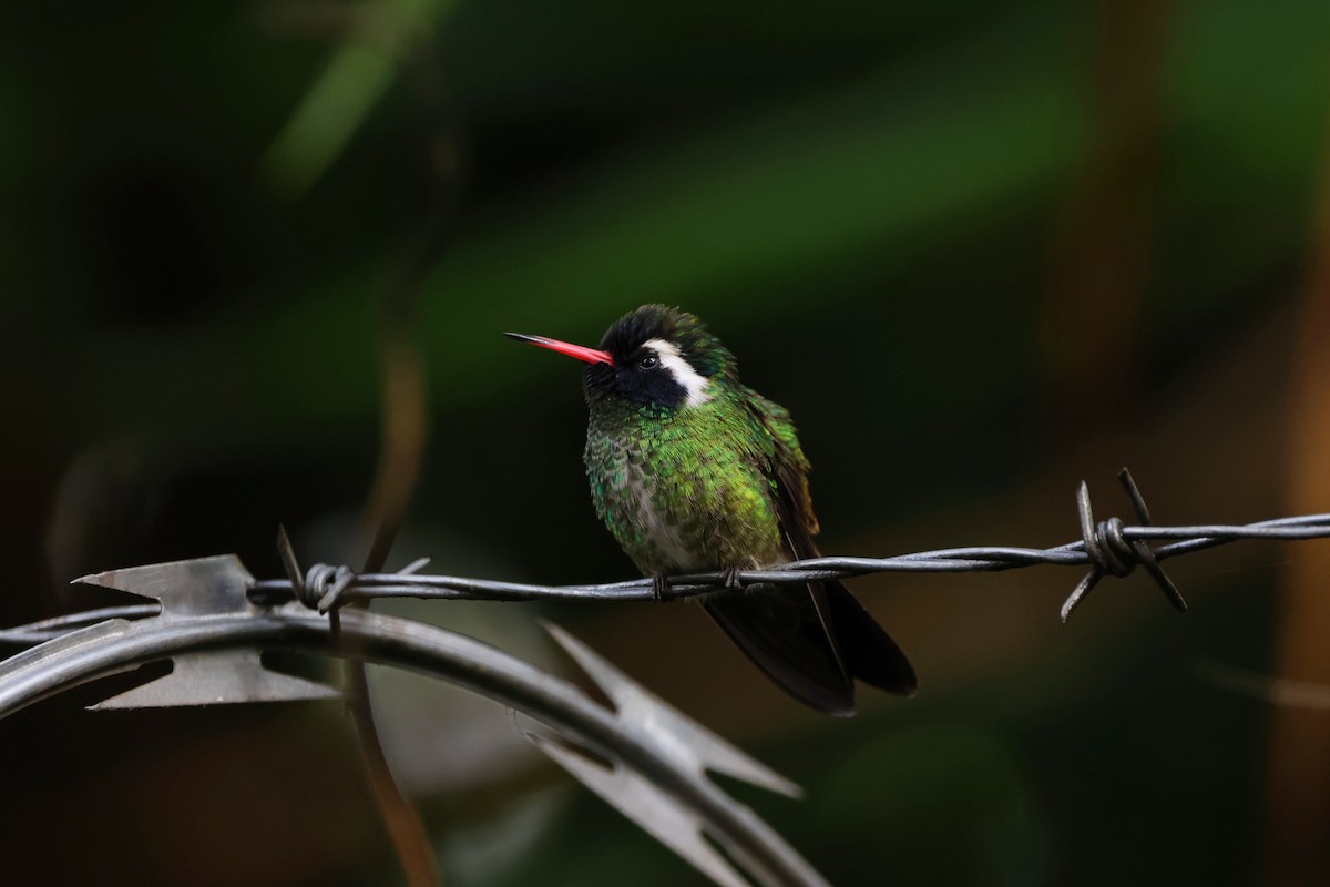 White-eared Hummingbird - ML620472311