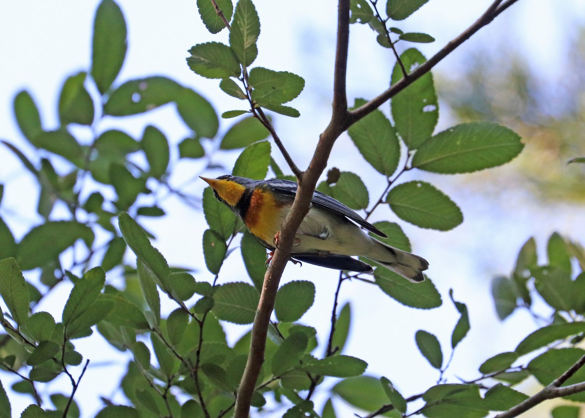 Northern Parula - ML620472314