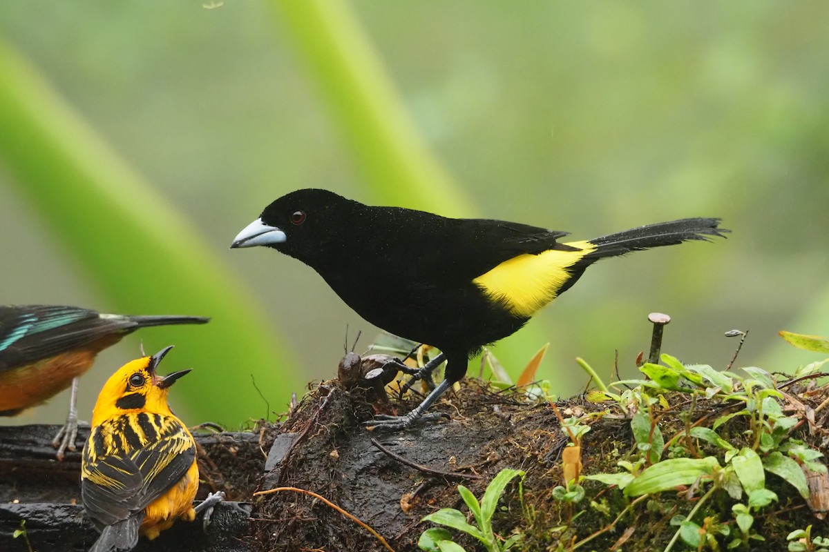 Flame-rumped Tanager - ML620472322