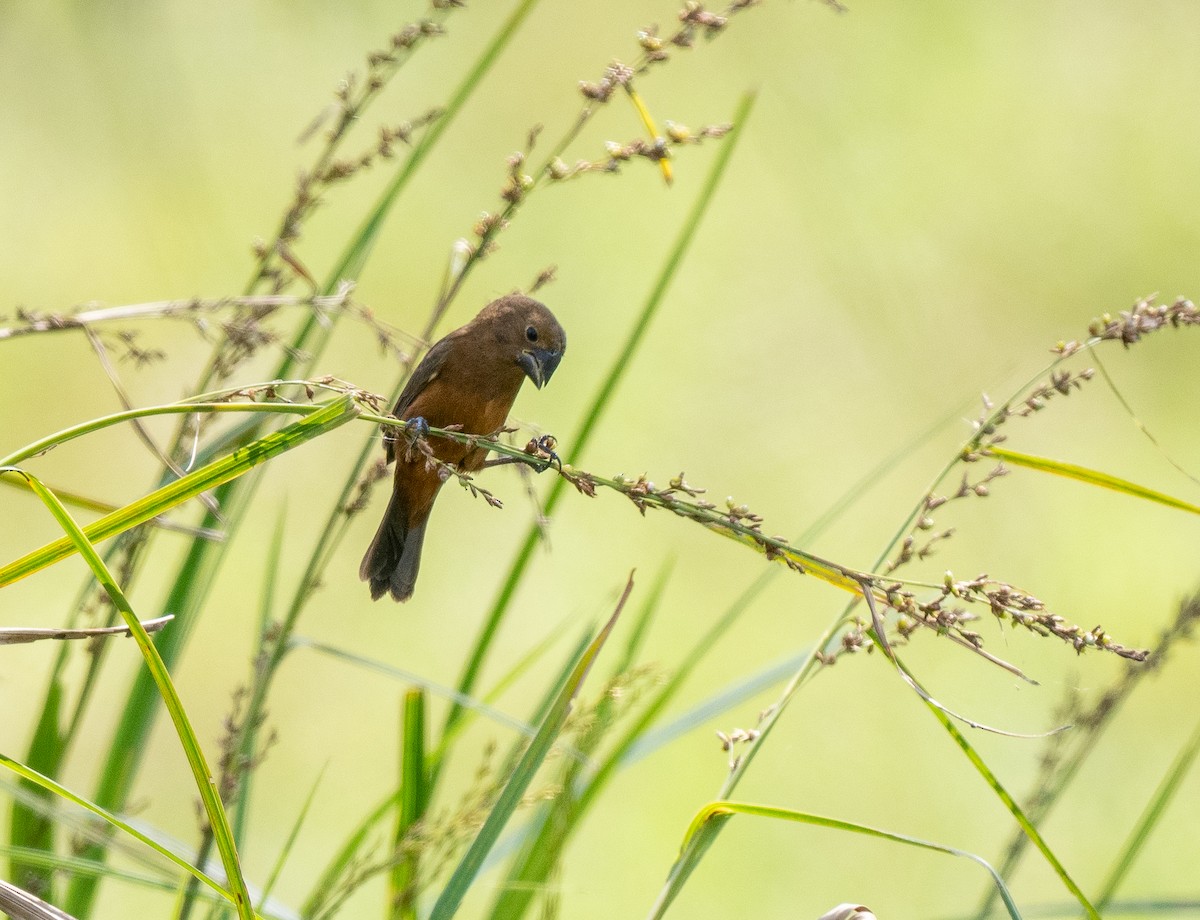 Sporophile à bec fort - ML620472323