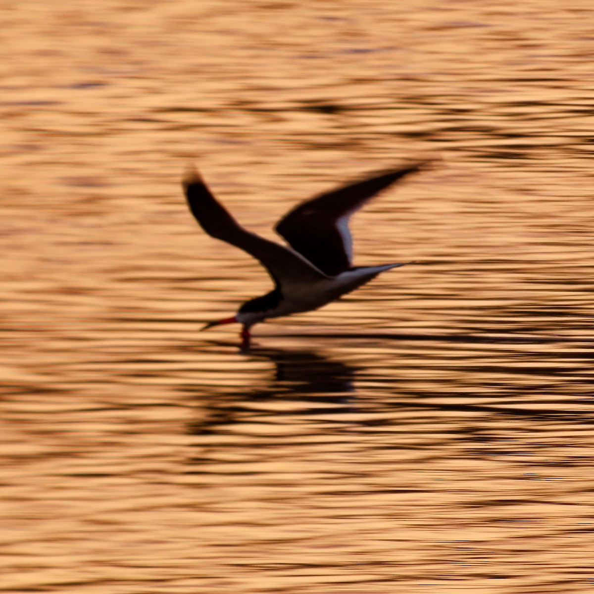 Black Skimmer - ML620472324