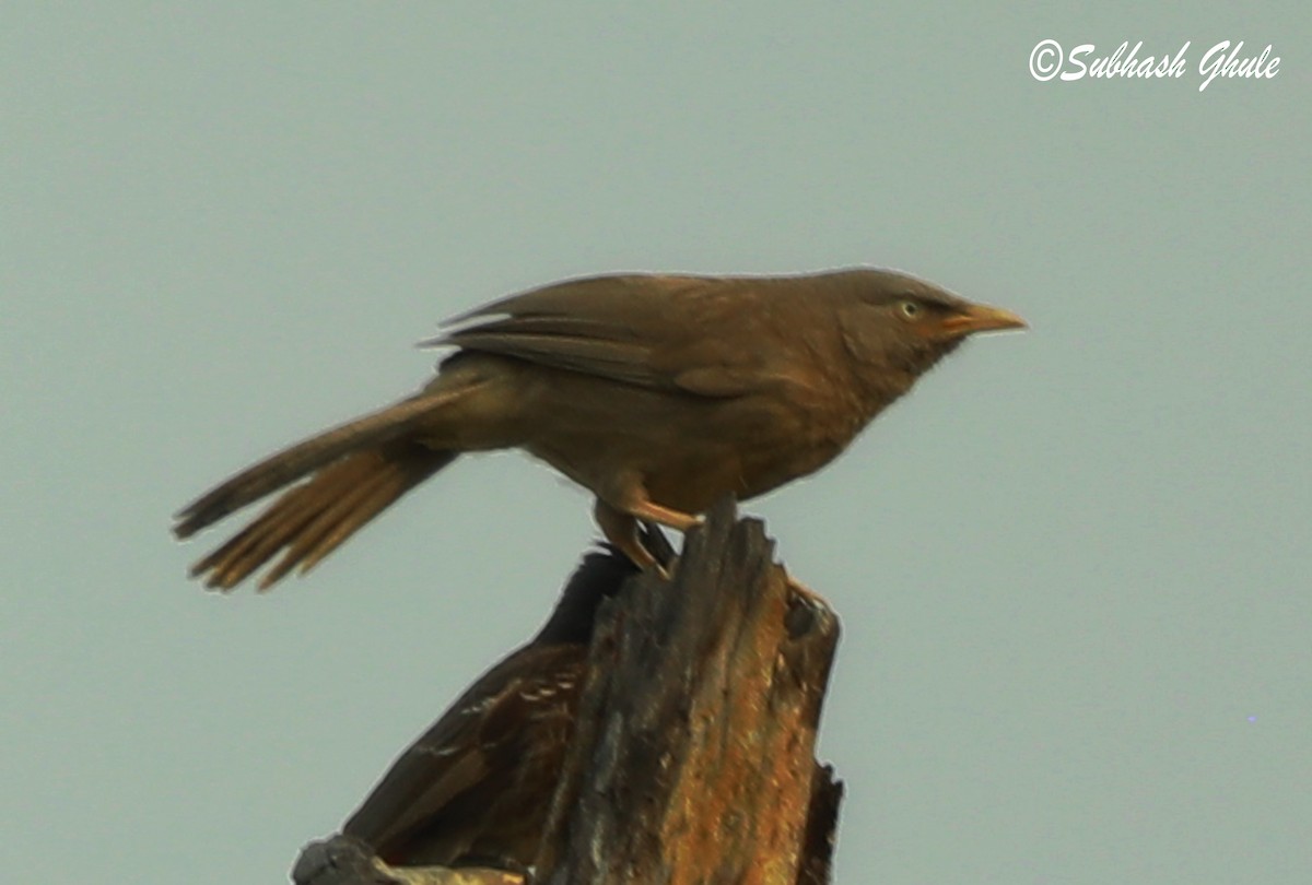 Jungle Babbler - ML620472327