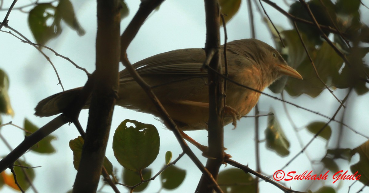 Jungle Babbler - ML620472328