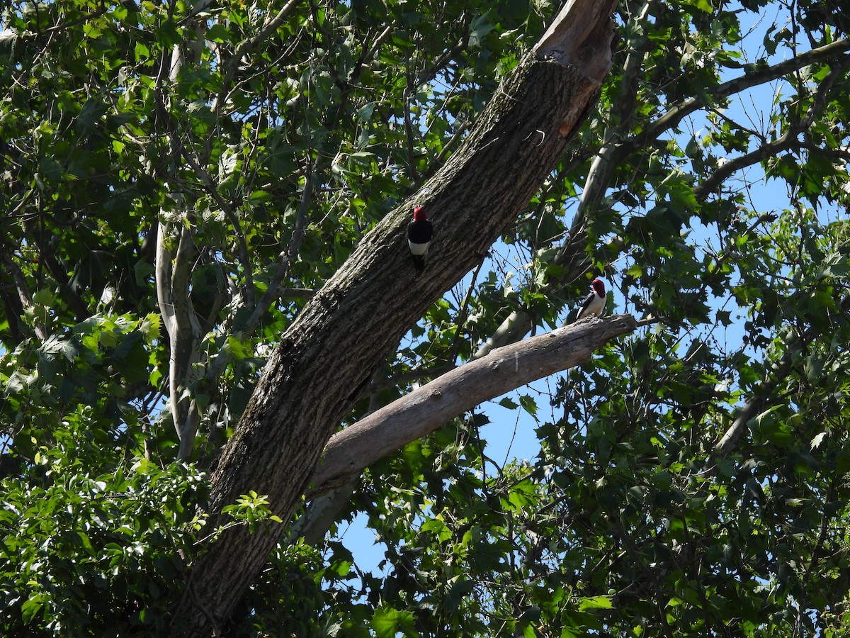 Red-headed Woodpecker - ML620472329