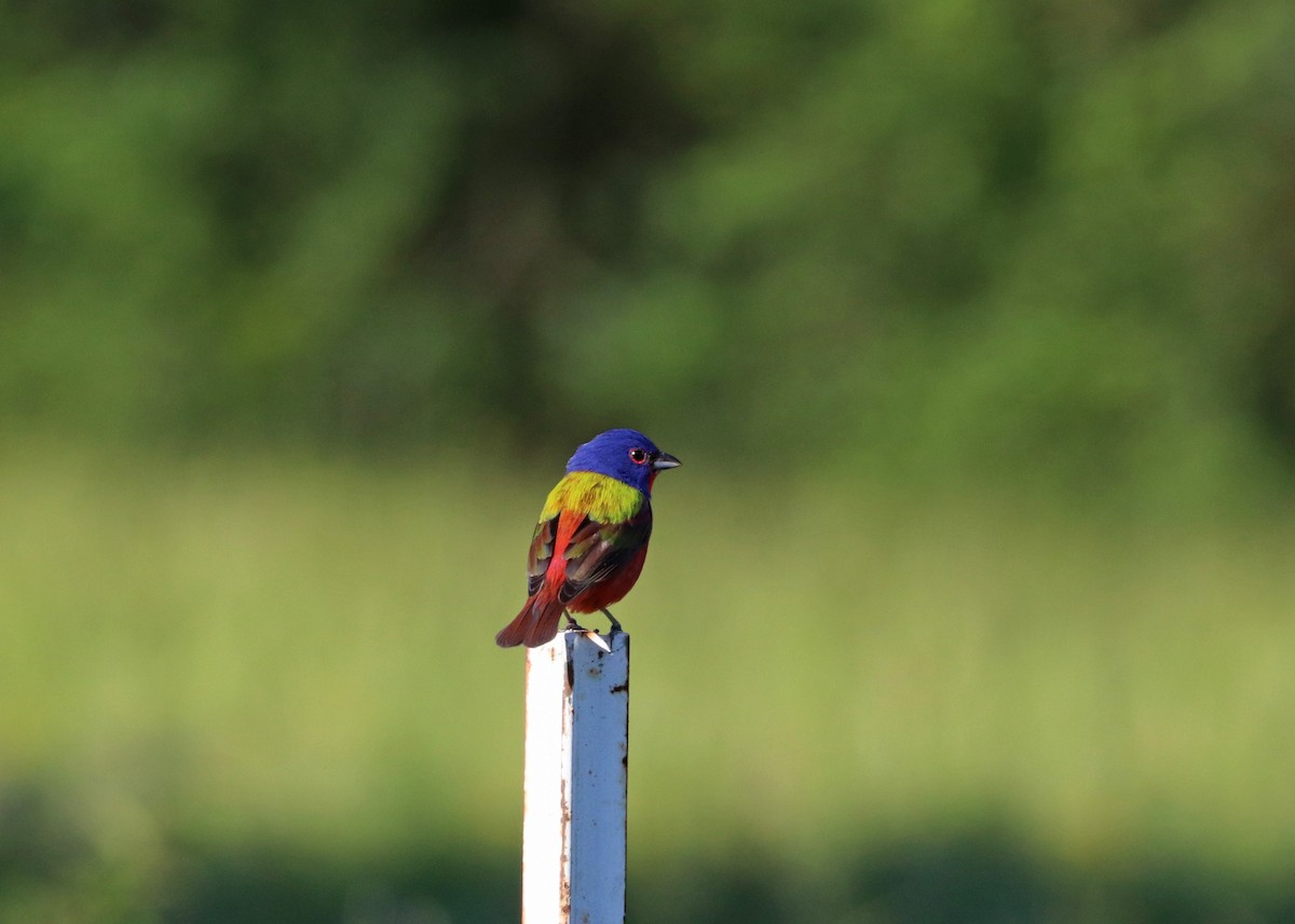 Painted Bunting - Noreen Baker