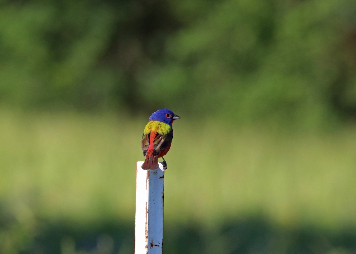 Painted Bunting - ML620472334