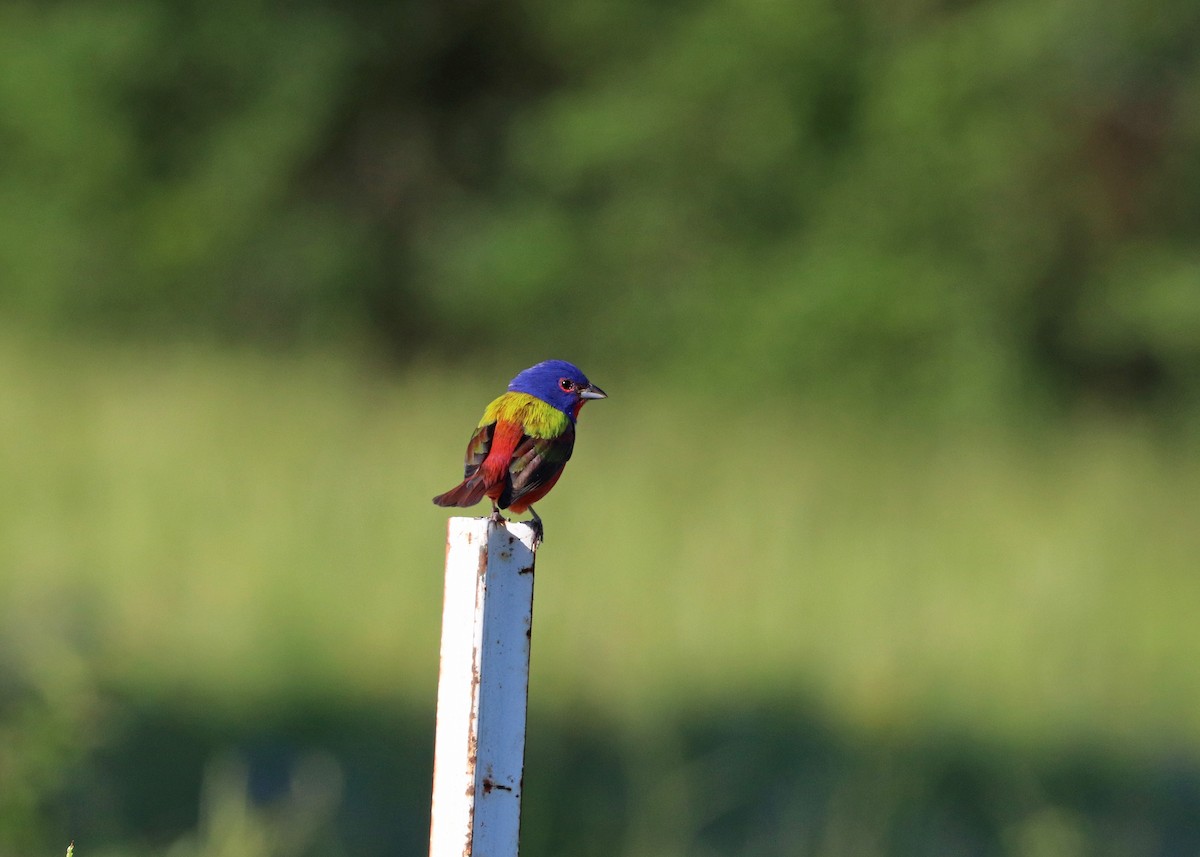 Painted Bunting - ML620472335