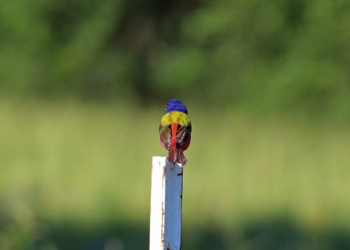 Painted Bunting - ML620472336