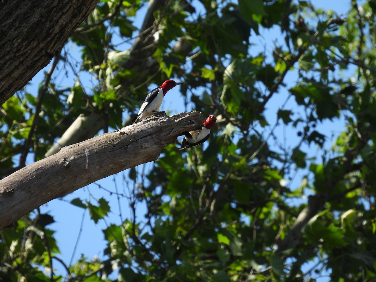 Red-headed Woodpecker - ML620472339