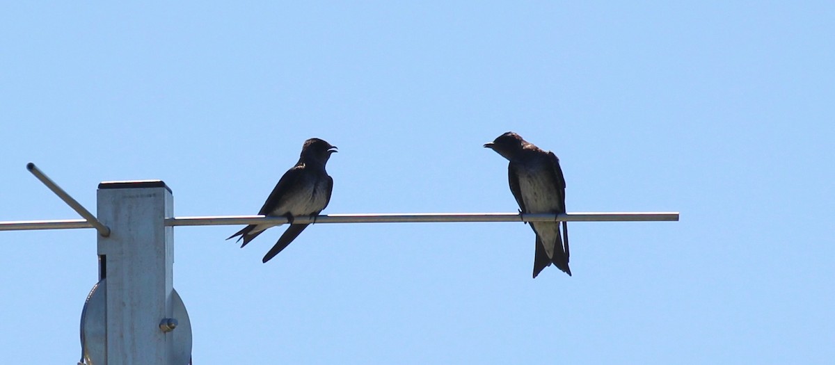 Purple Martin - ML620472360