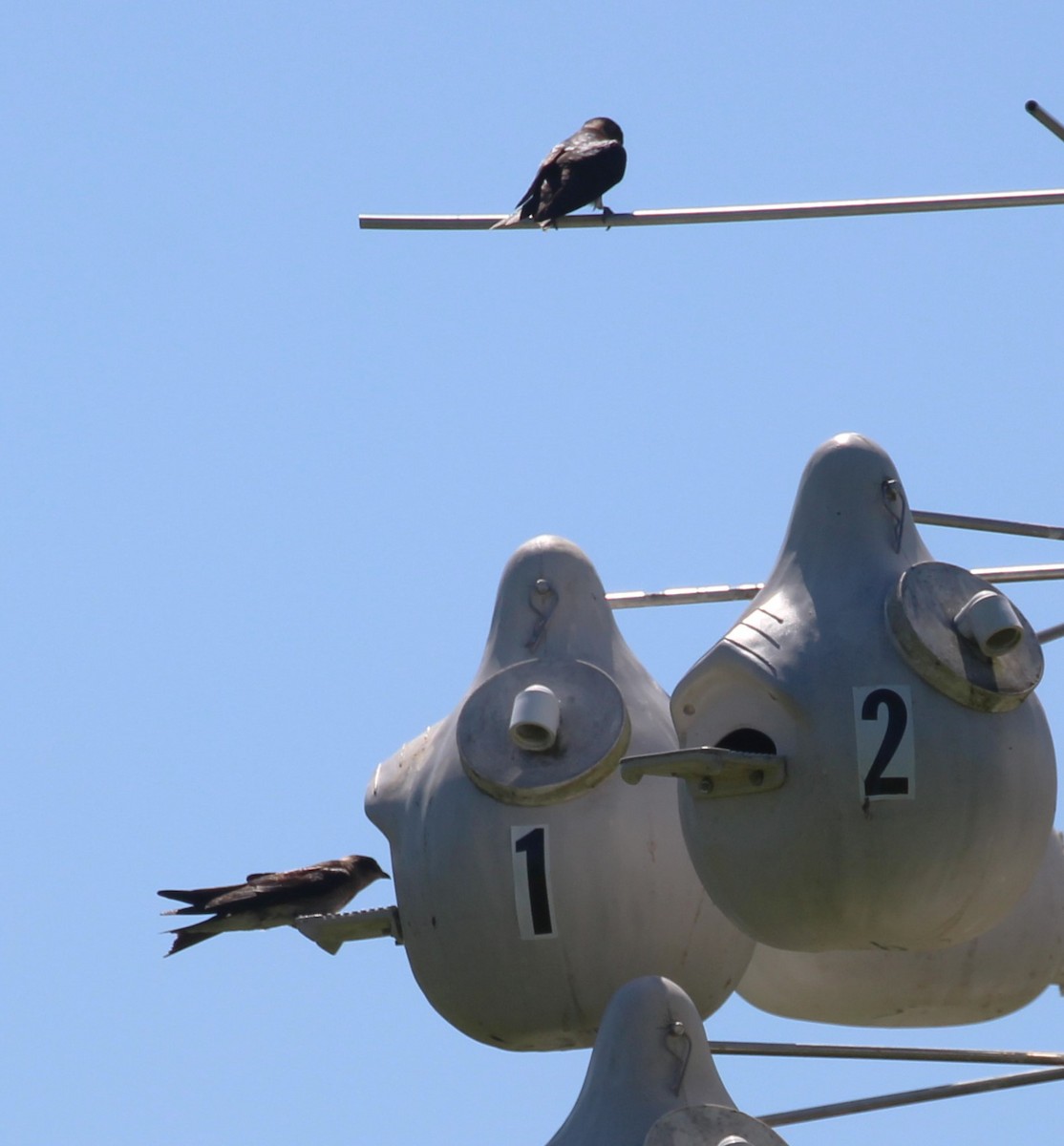 Purple Martin - ML620472362