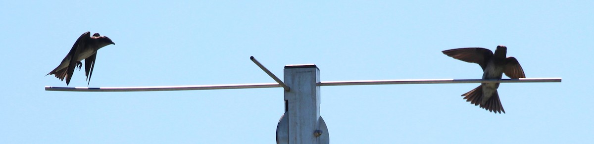 Purple Martin - ML620472363