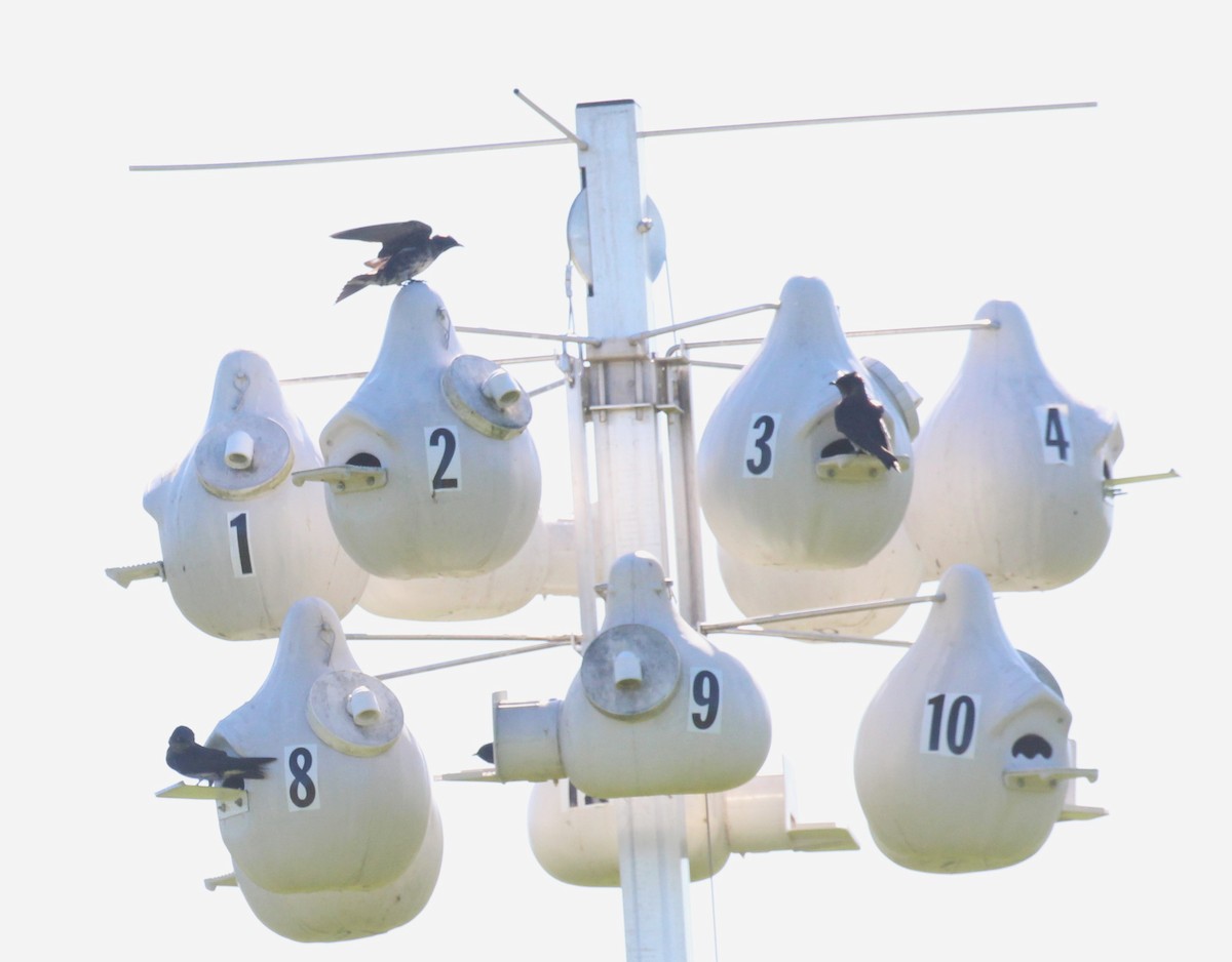 Purple Martin - ML620472370