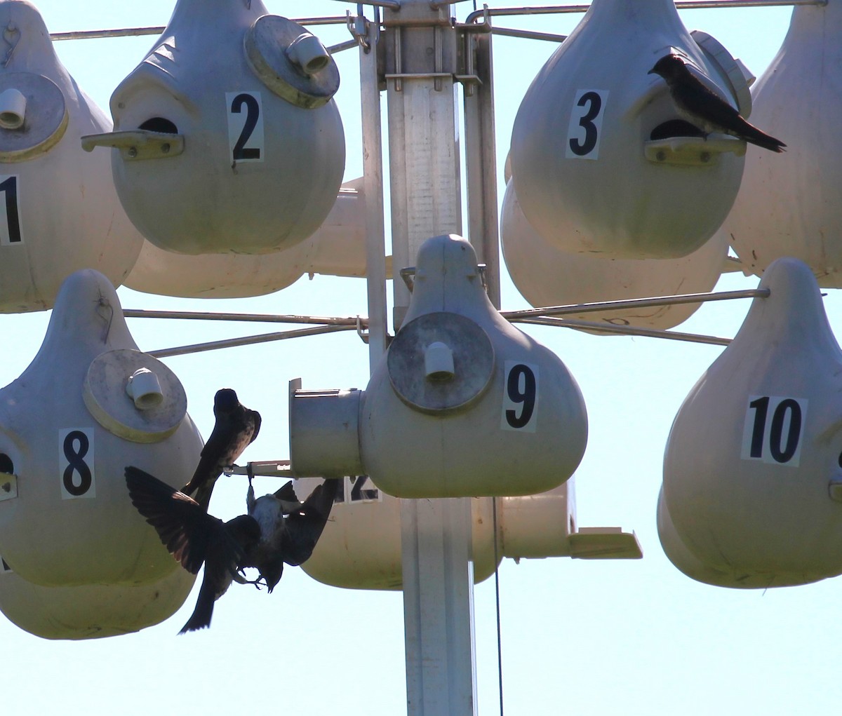 Purple Martin - ML620472374