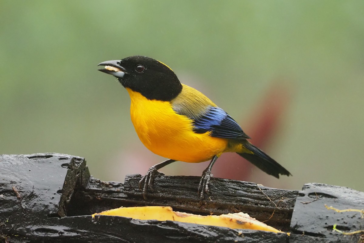 Black-chinned Mountain Tanager - Jorge Humbser