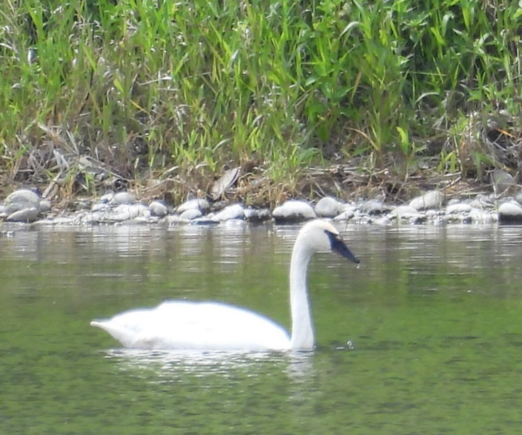 Trumpeter Swan - ML620472387