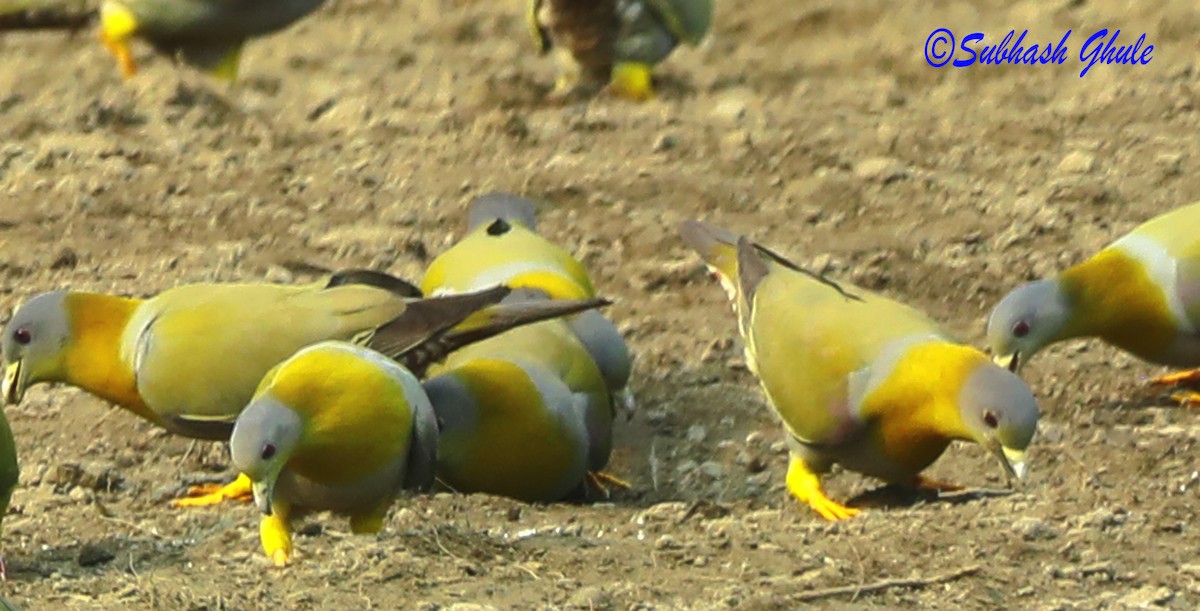 Yellow-footed Green-Pigeon - ML620472391