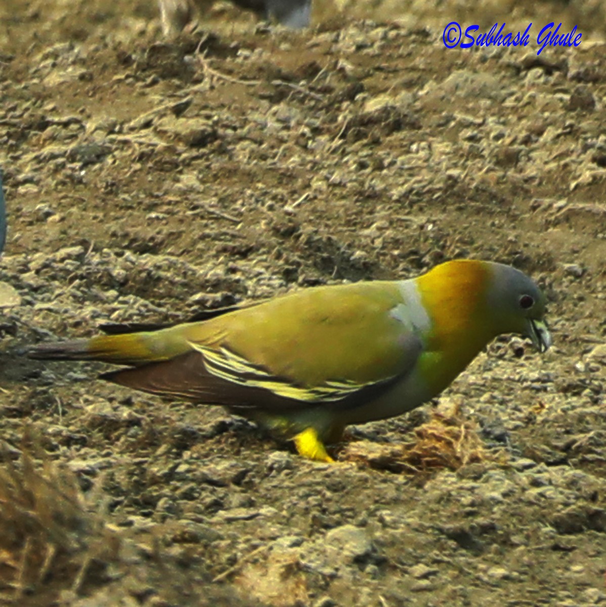 Yellow-footed Green-Pigeon - ML620472392