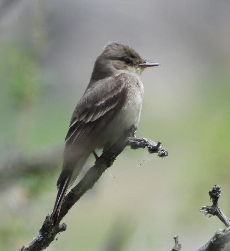 Willow Flycatcher - John Gulley