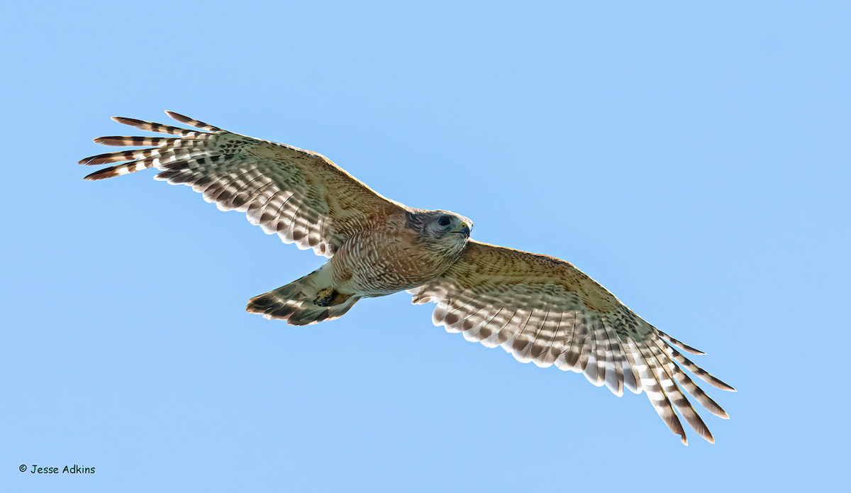 Red-shouldered Hawk (lineatus Group) - ML620472395