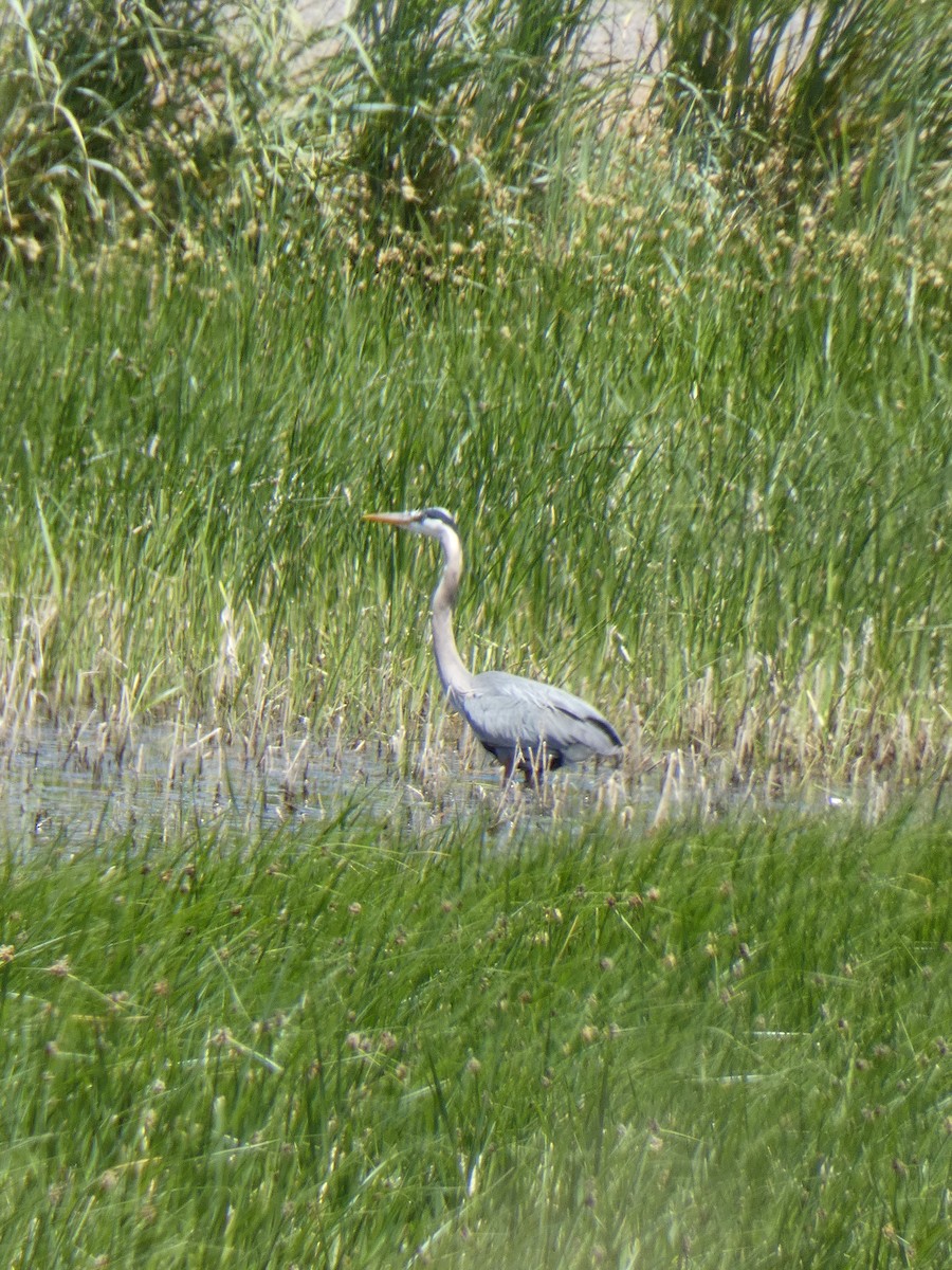 Great Blue Heron - ML620472397