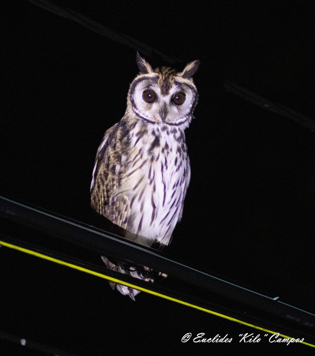 Striped Owl - ML620472398
