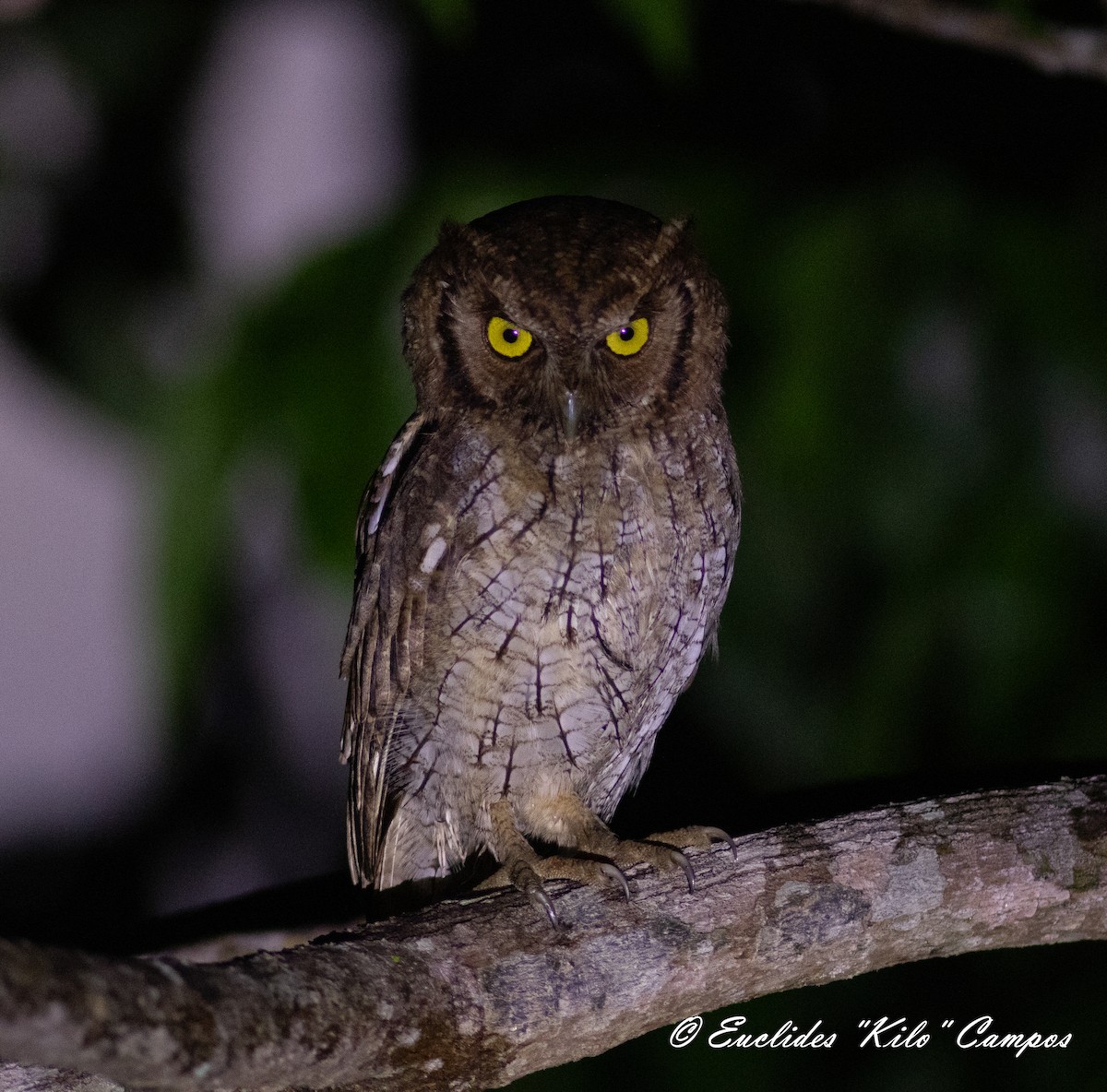 Tropical Screech-Owl - ML620472399