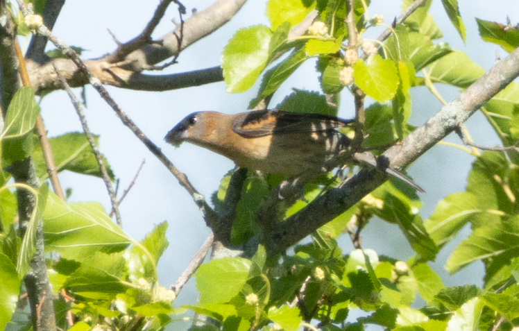 Blue Grosbeak - ML620472402